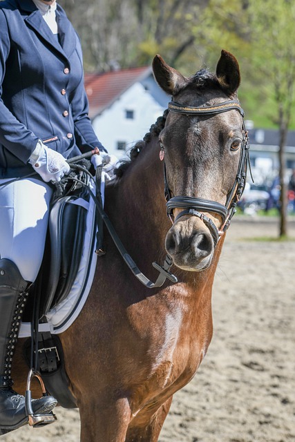 德乙前瞻：杜塞尔多夫大幅迫近降级区，沙尔克需3分巩固榜首